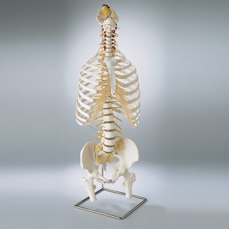 DENOYER-GEPPERT Anatomical Model, Prem Flex Spine w/Thorax & Movable Femur Heads SP64